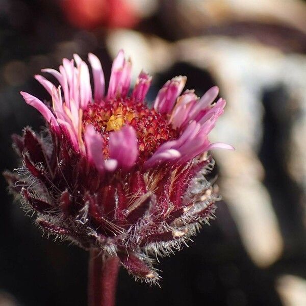 Erigeron uniflorus Kukka