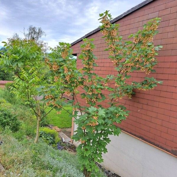 Acer pseudoplatanus 形态