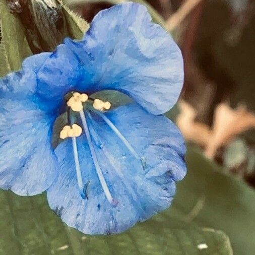 Commelina virginica Квітка