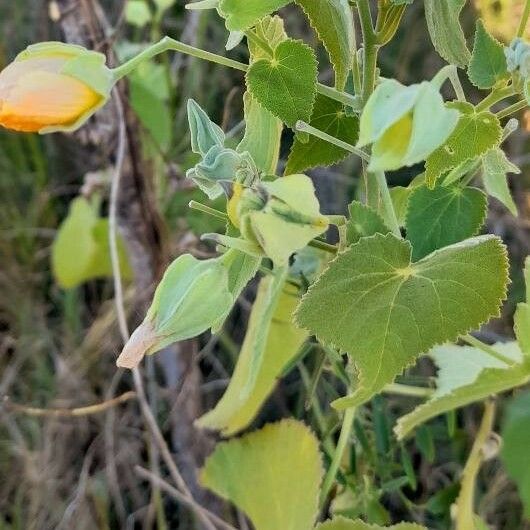 Abutilon grandifolium Habitus