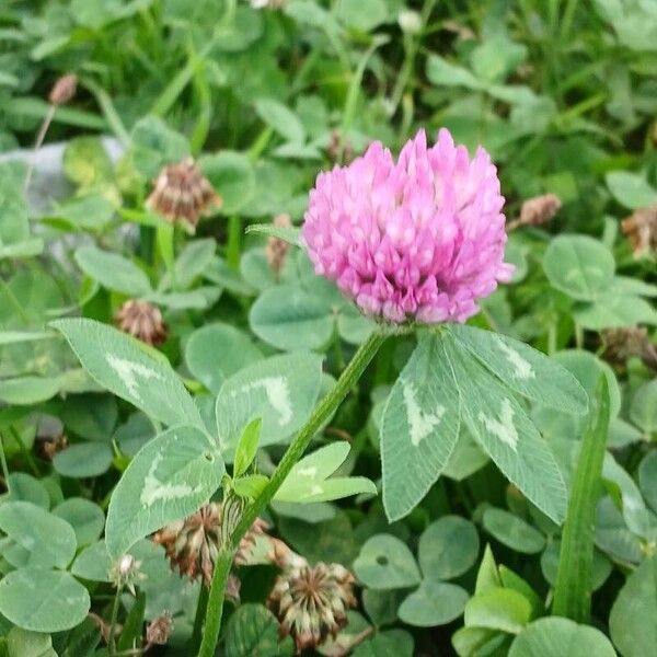 Trifolium pratense Alkat (teljes növény)