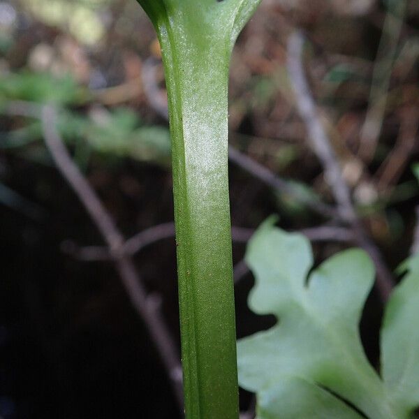 Ceratopteris cornuta Leaf