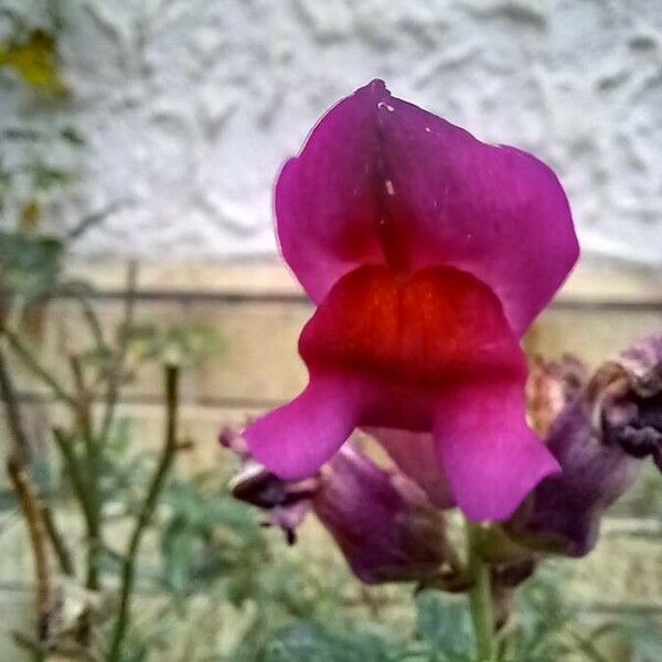 Antirrhinum majus 花