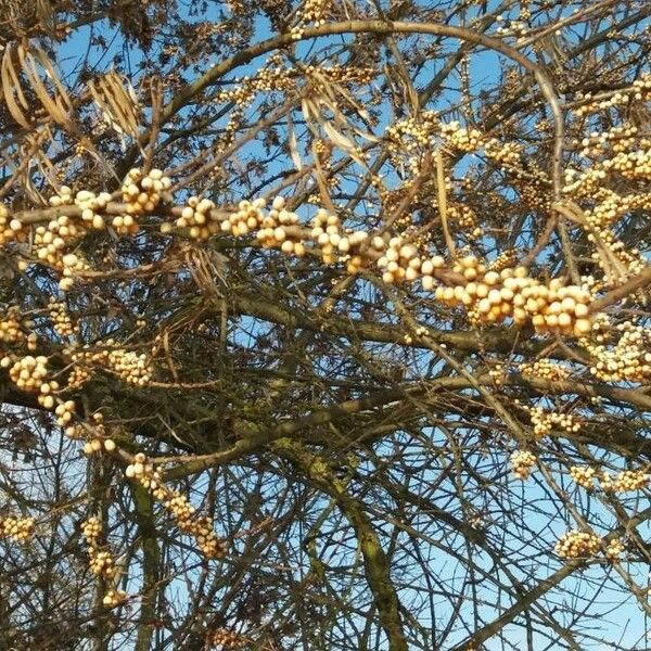 Hippophae rhamnoides Habit