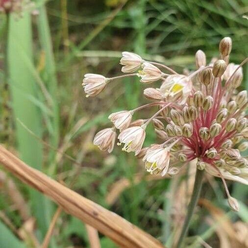 Allium paniculatum Blüte