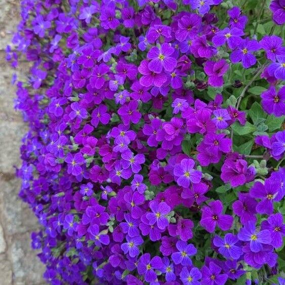 Aubrieta deltoidea Flor