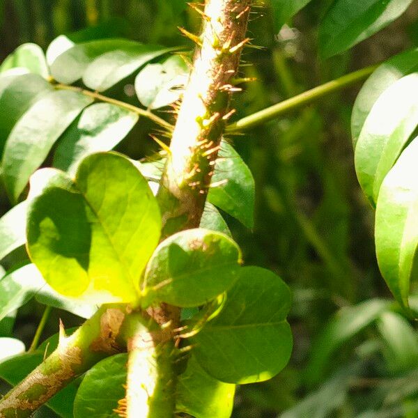 Guilandina bonduc Leaf