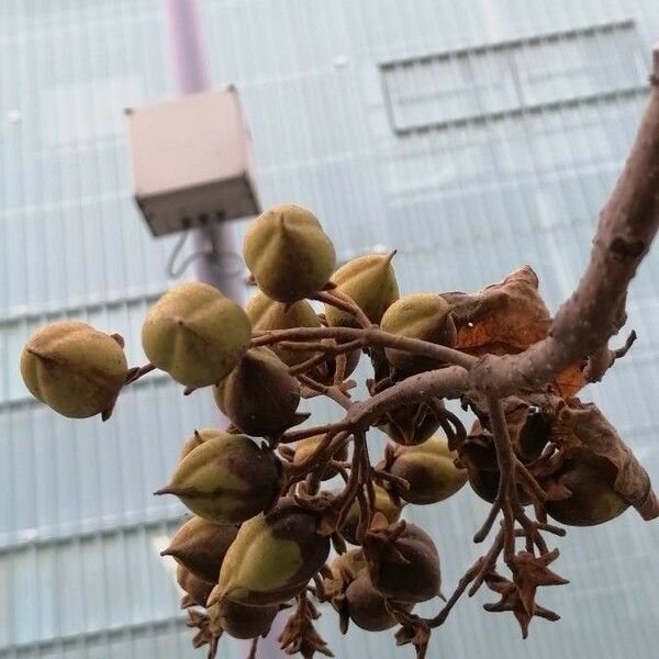 Paulownia tomentosa Fruct