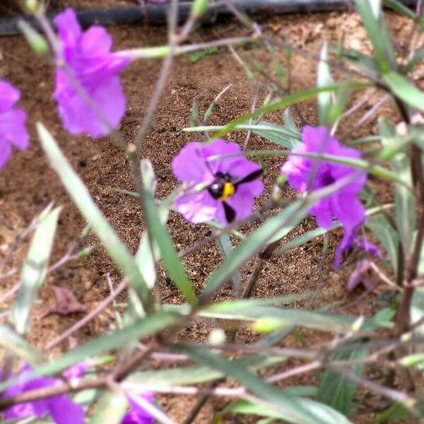 Ruellia simplex Flower