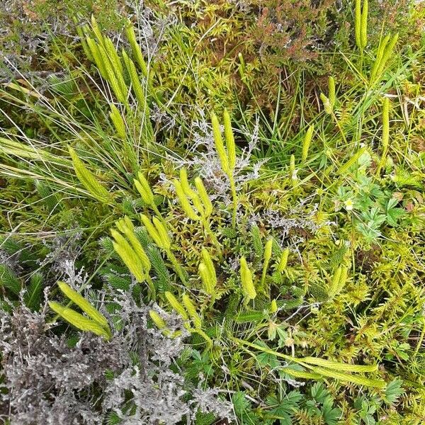 Lycopodium clavatum Kwiat