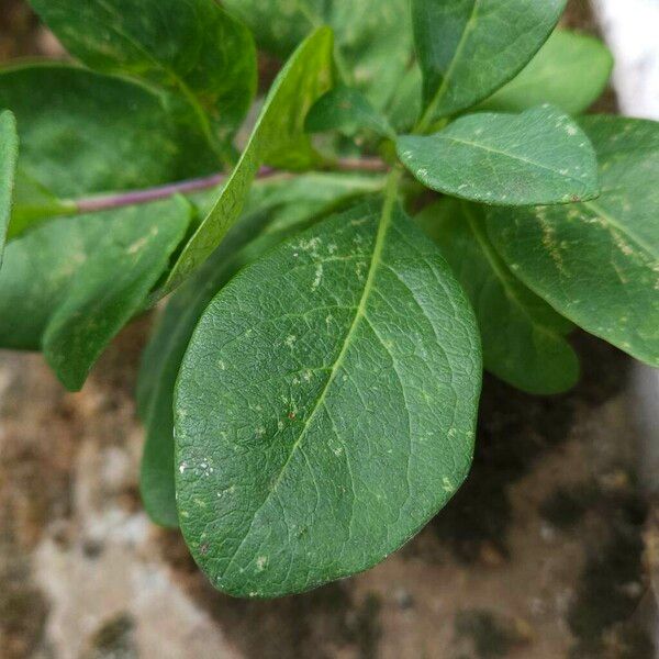 Lonicera periclymenum Lehti