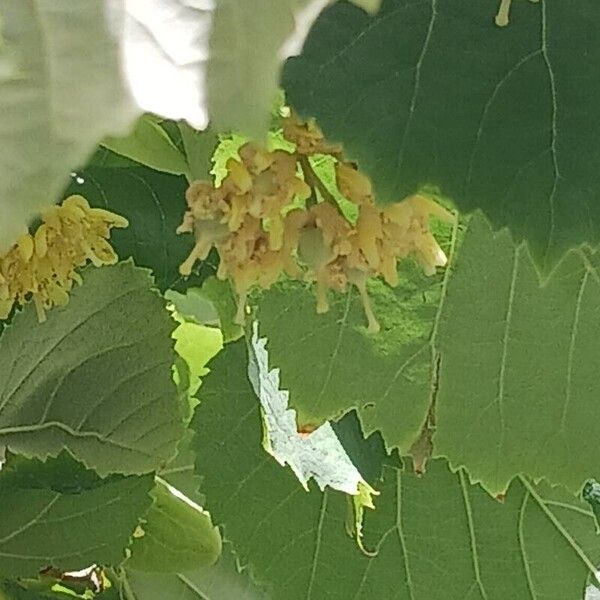 Tilia tomentosa Λουλούδι