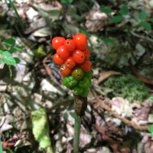 Arum italicum Froito