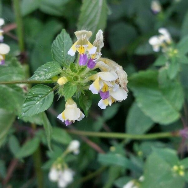 Galeopsis speciosa Flower