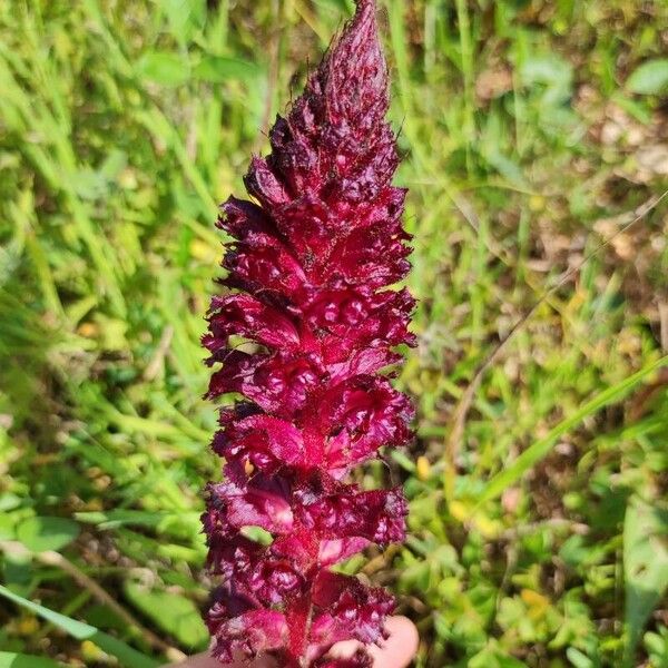 Orobanche sanguinea Flower