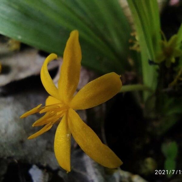 Curculigo orchioides Blüte