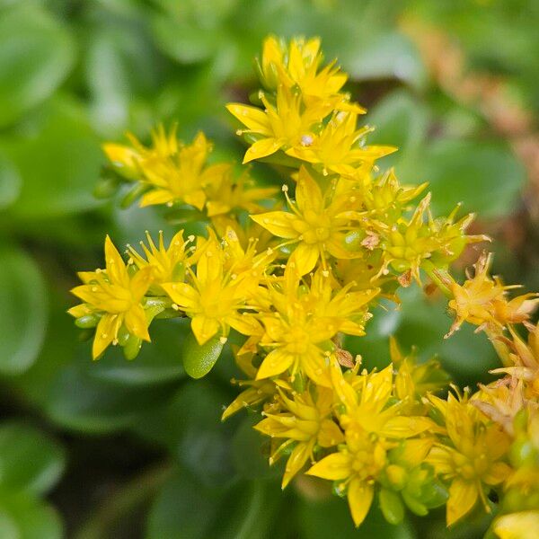 Sedum spathulifolium Цветок