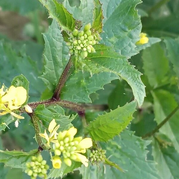 Sinapis alba Leaf