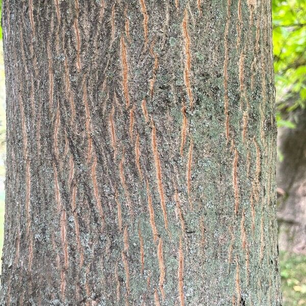 Acer cappadocicum Bark