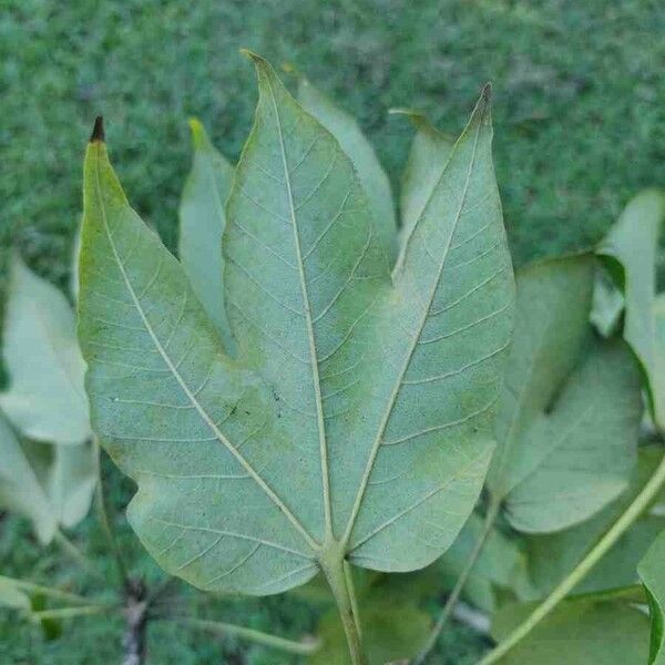 Sterculia apetala ᱥᱟᱠᱟᱢ