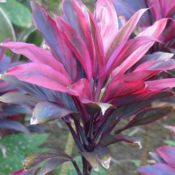 Cordyline fruticosa Flower