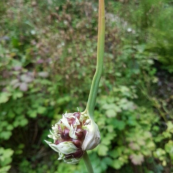 Allium sativum Květ