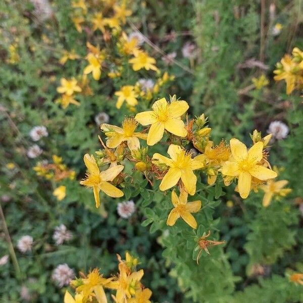 Hypericum maculatum Кветка