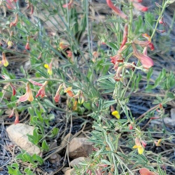 Crotalaria pumila Flower