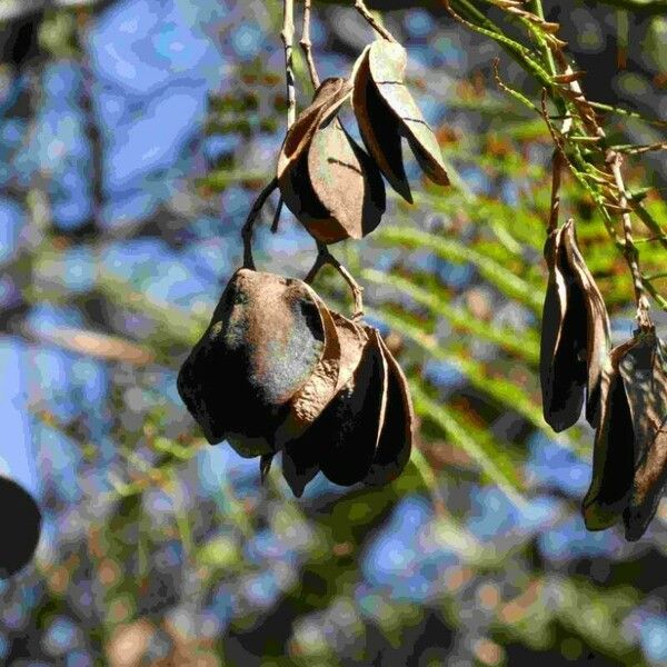 Acacia mearnsii Fruit