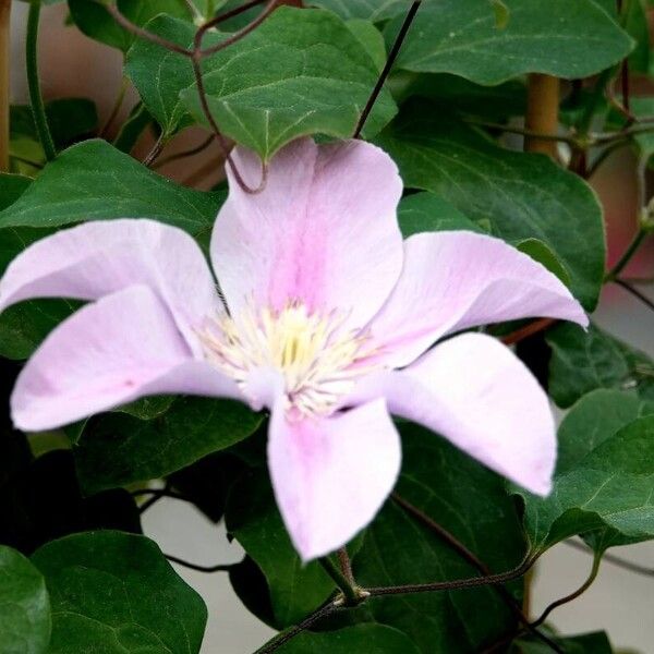 Clematis integrifolia Habitus