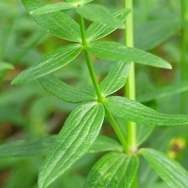 Galium rubioides Levél