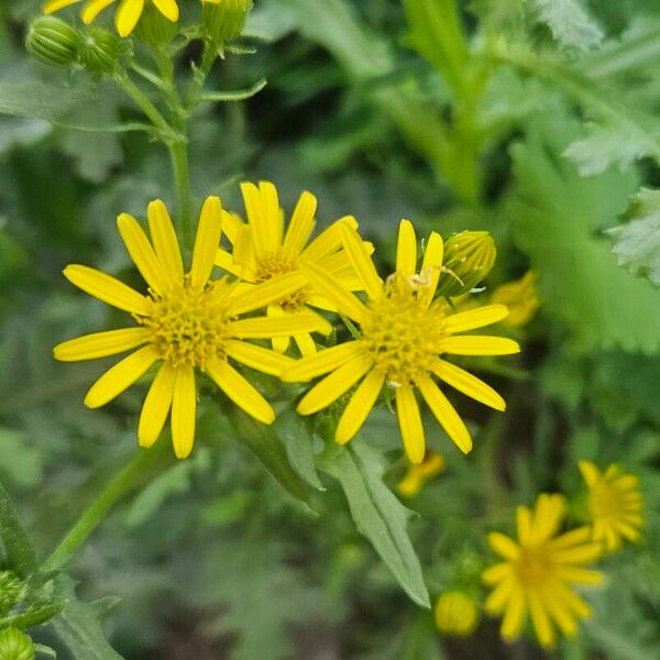 Senecio squalidus Květ