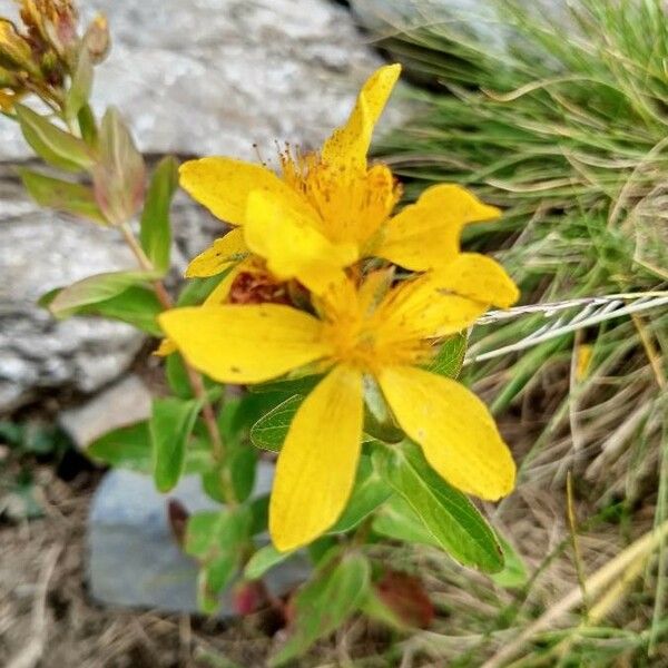 Hypericum richeri Flor