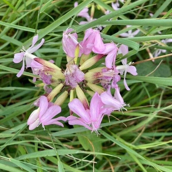 Saponaria officinalis Flower