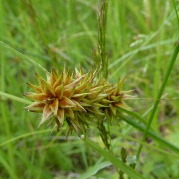 Carex flava Floro