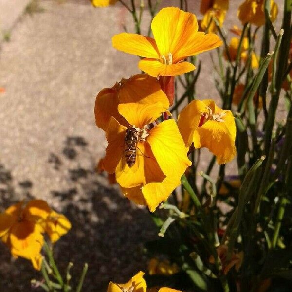 Erysimum × cheiri 花