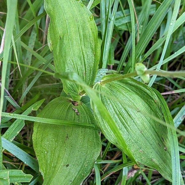 Epipactis helleborine Leaf