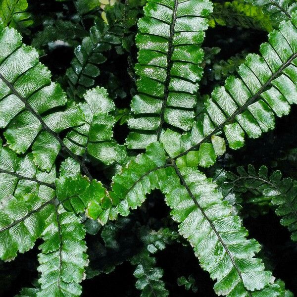 Adiantum hispidulum Foglia