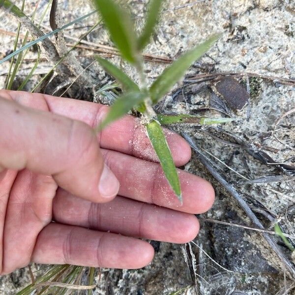 Pityopsis graminifolia Leaf