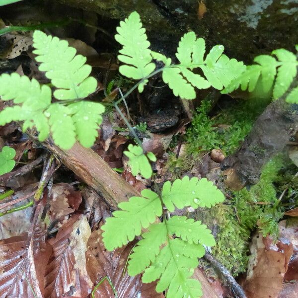 Gymnocarpium dryopteris পাতা