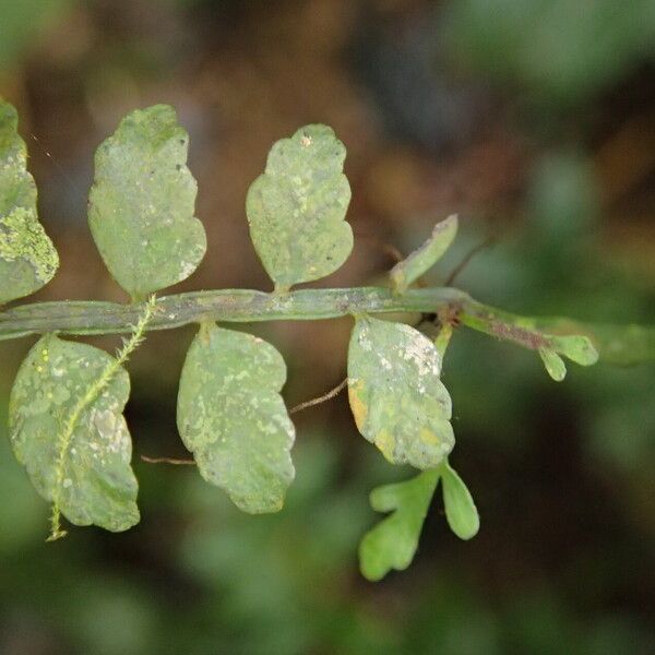 Asplenium barteri Blatt