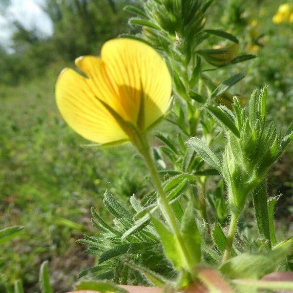 Ononis natrix Flors