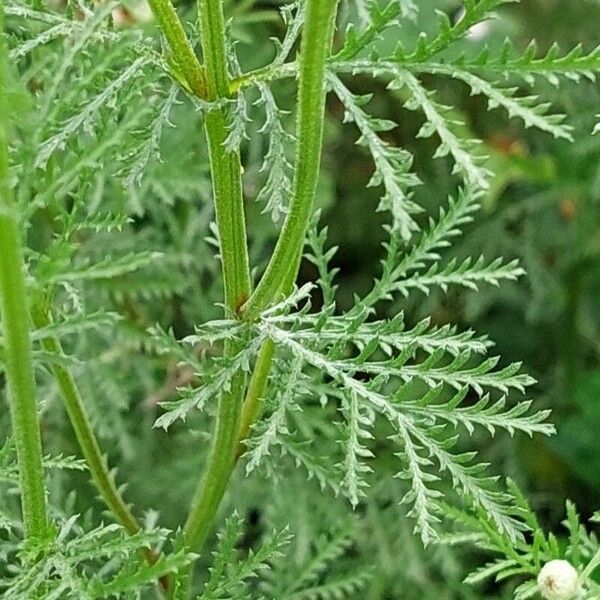 Cota tinctoria Leaf