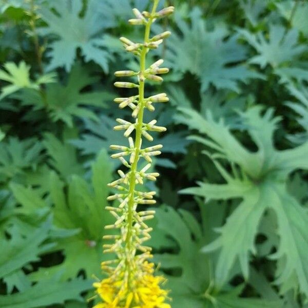 Ligularia wilsoniana 花