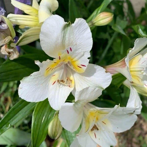 Alstroemeria aurea Blomst