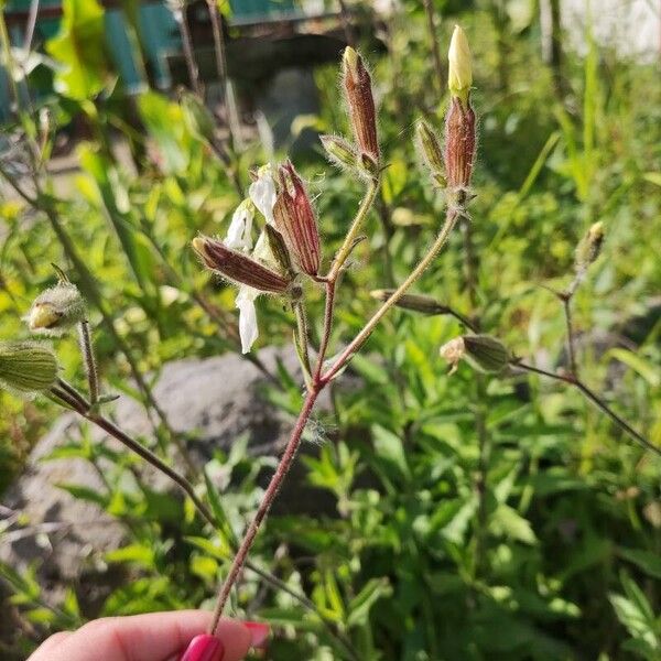 Silene dichotoma Flower