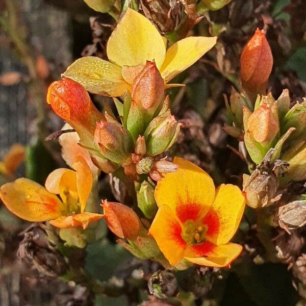 Kalanchoe crenata Kvet