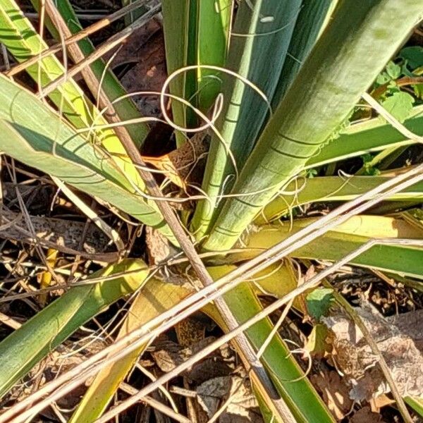 Yucca filamentosa Lehti