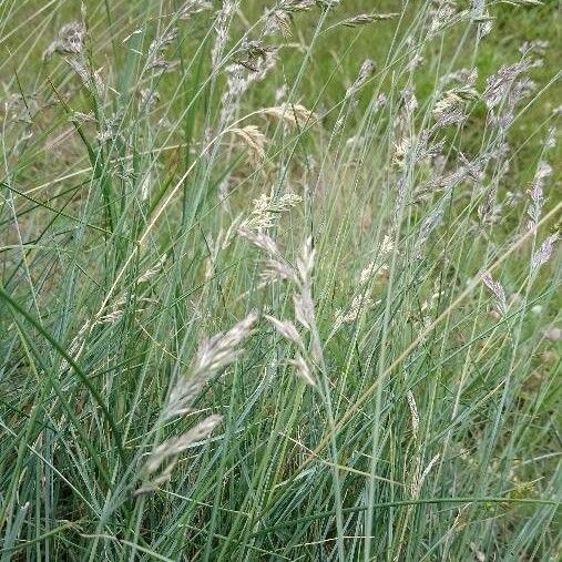 Festuca rubra Vekstform