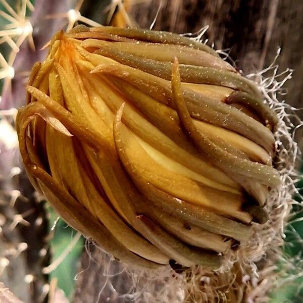 Selenicereus grandiflorus Cvet